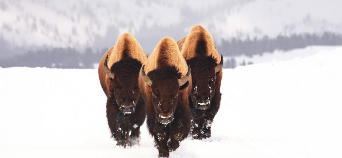 bison-snow-animals-winter-three-hd-free-animals-wallpaper-hd